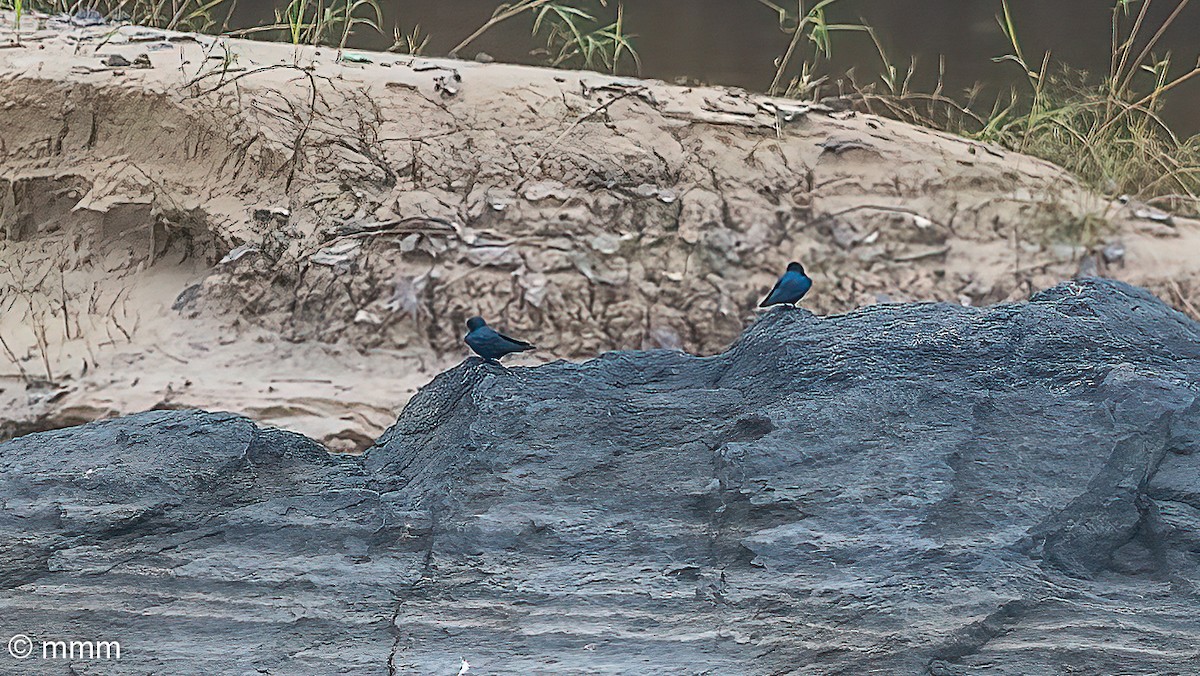 White-throated Blue Swallow - ML646628068