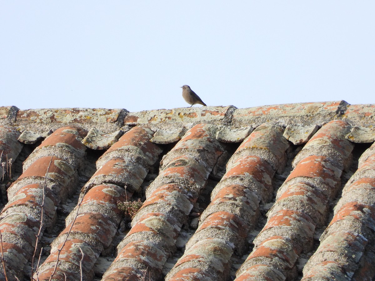 Black Redstart - ML646628069