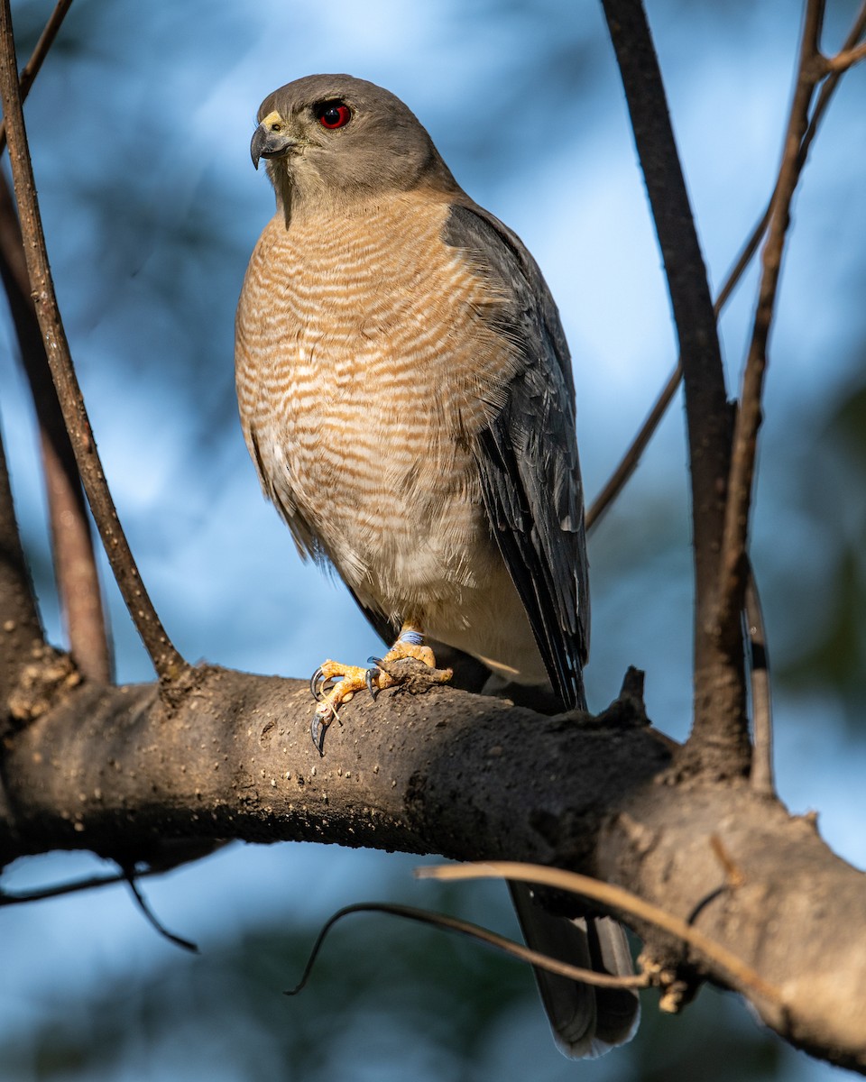 Үүрсээ харцага - ML646628078