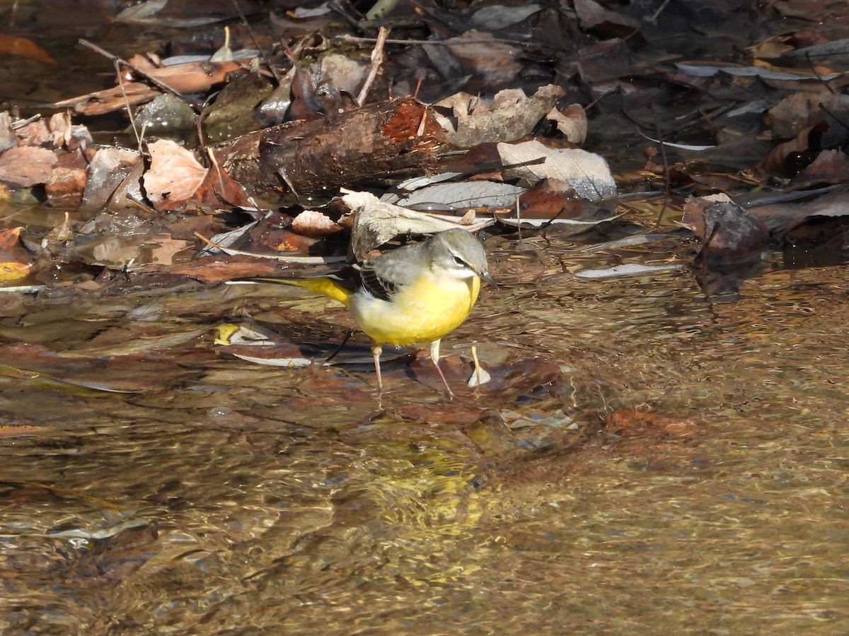 Gray Wagtail - ML646628079