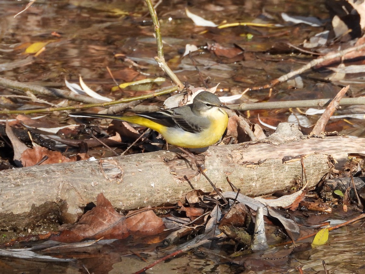 Gray Wagtail - ML646628080