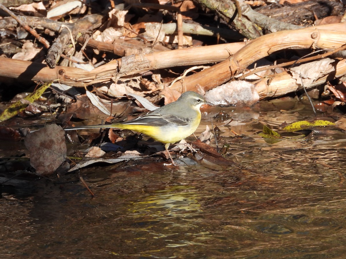 Gray Wagtail - ML646628081
