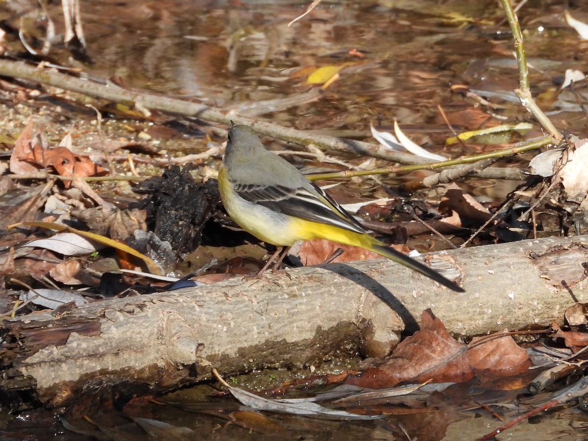 Gray Wagtail - ML646628082