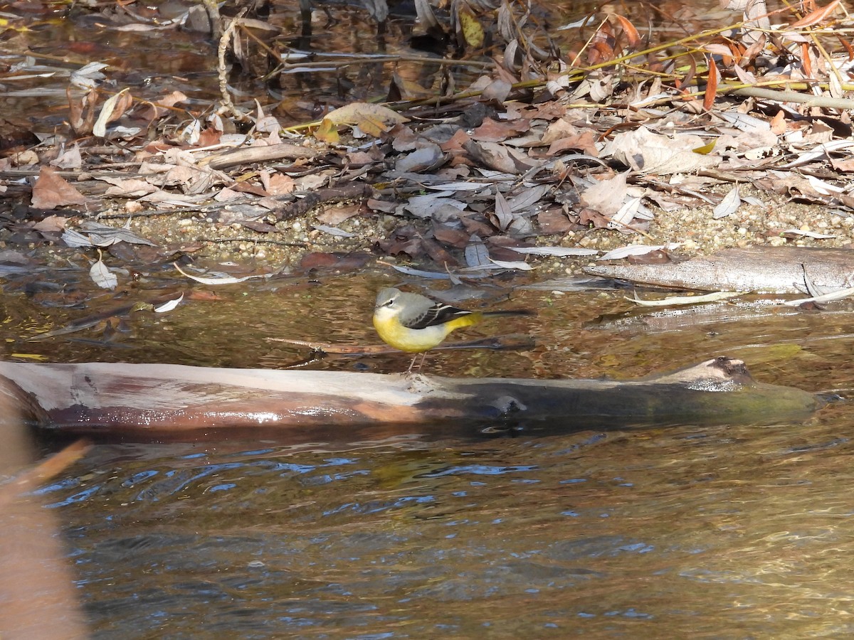 Gray Wagtail - ML646628083