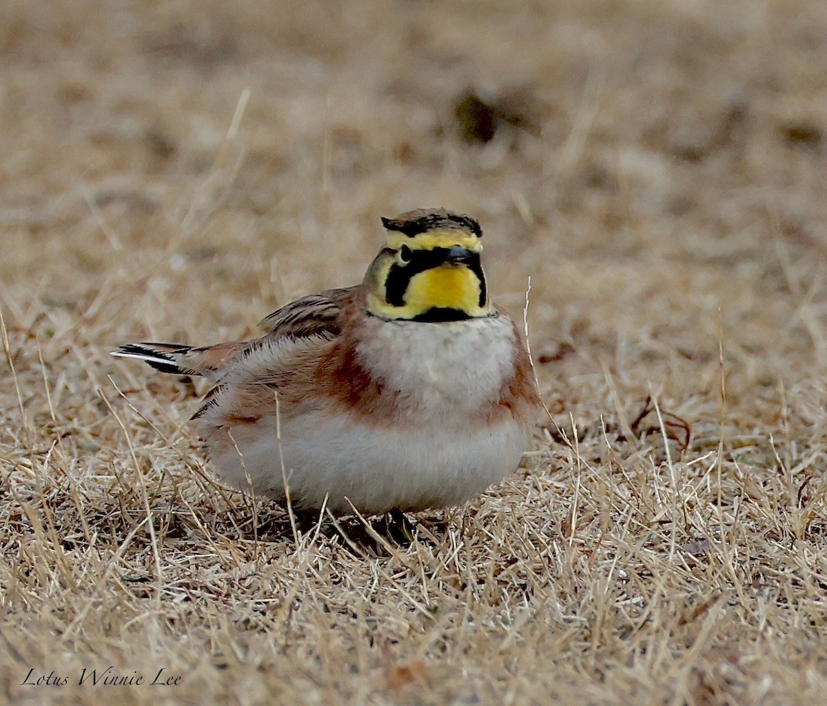 Horned Lark - ML646628090