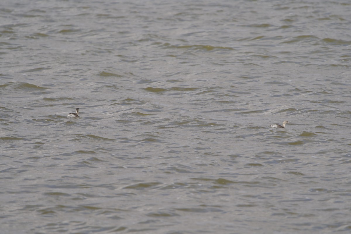 Txilinporta burugrisa - ML646628091