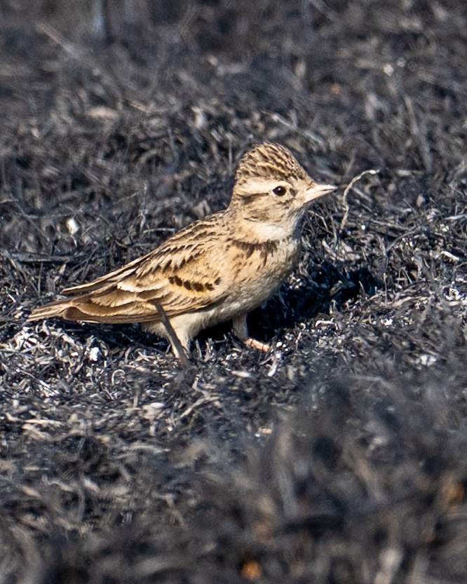 Монгол жиргэмэл - ML646628092