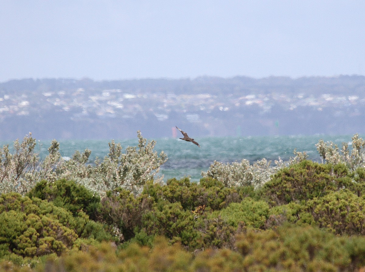 Parasitic Jaeger - ML646628095