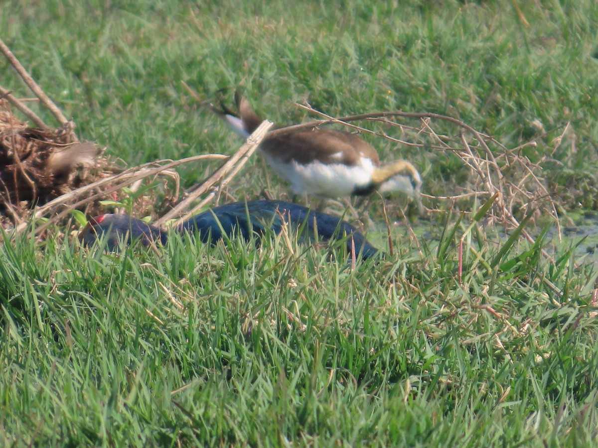 fasanbladhøne - ML646628096