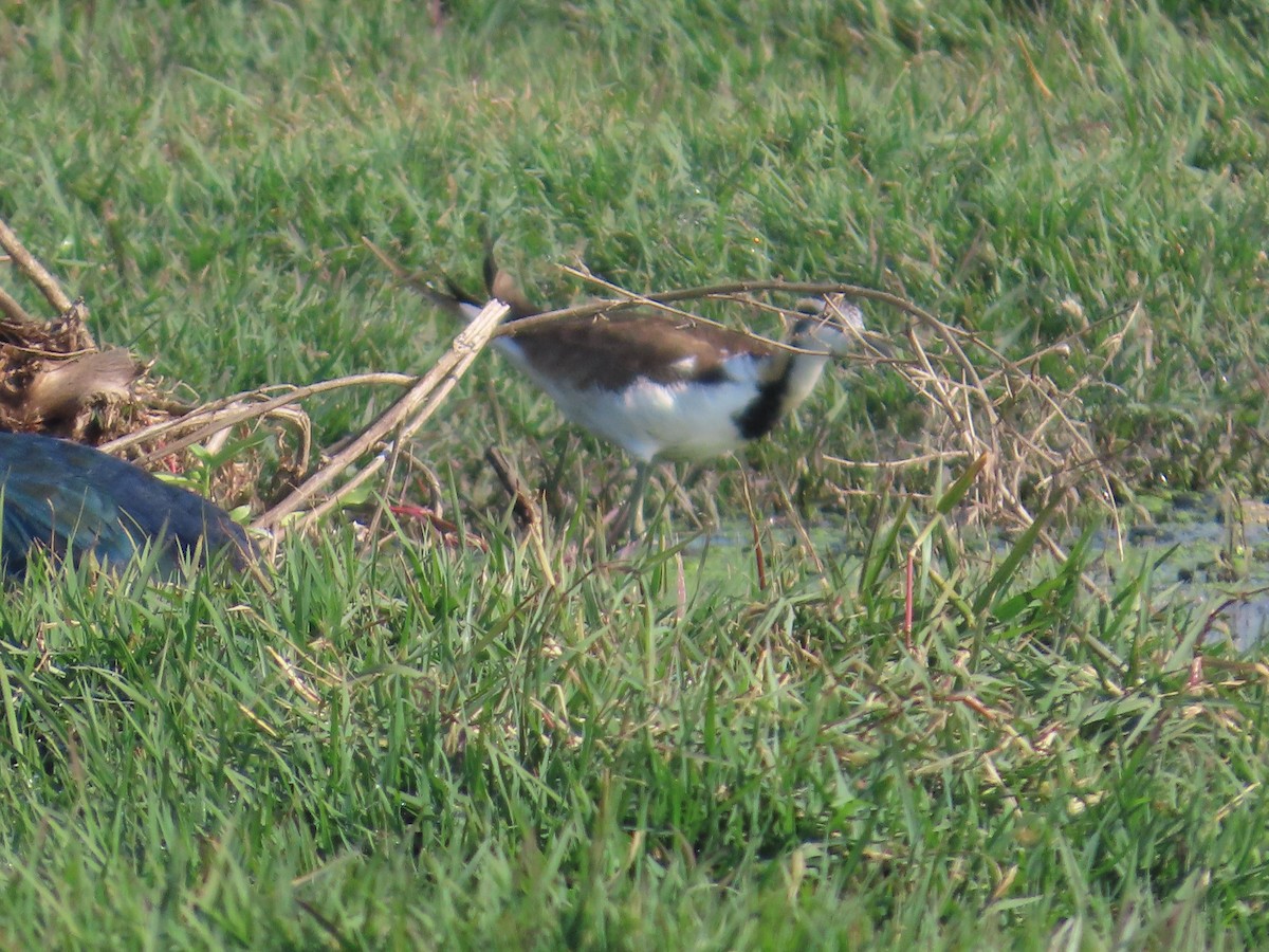 fasanbladhøne - ML646628097