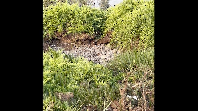 Багновик бурий - ML646628103