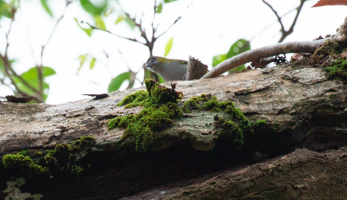 Golden-bellied Euphonia - ML646628105