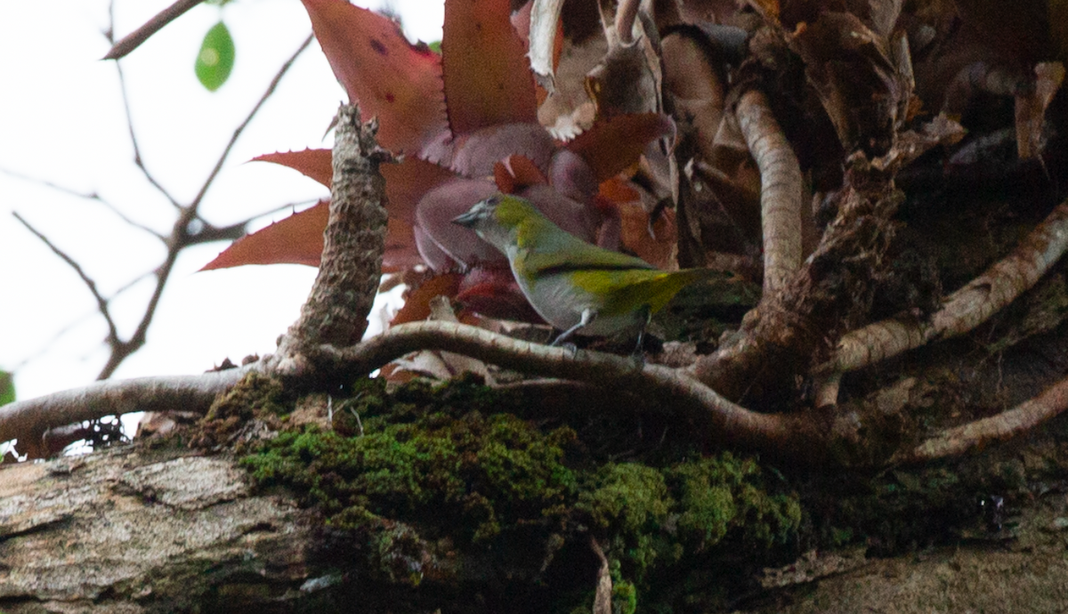 Golden-bellied Euphonia - ML646628106