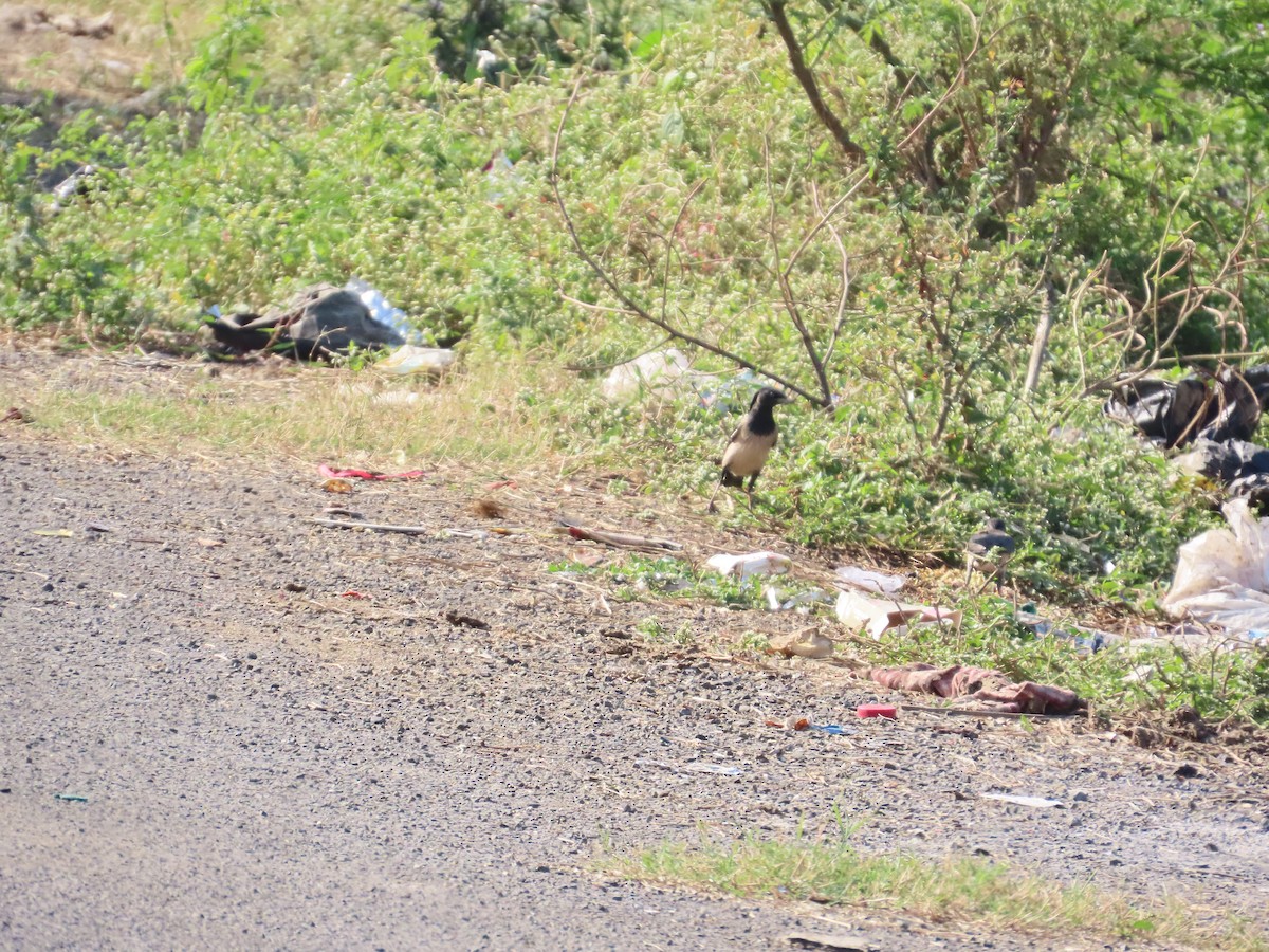 Rosy Starling - ML646628107