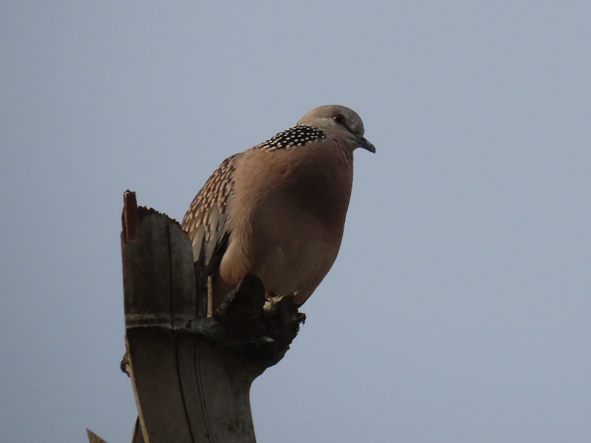 Spotted Dove - ML646628108