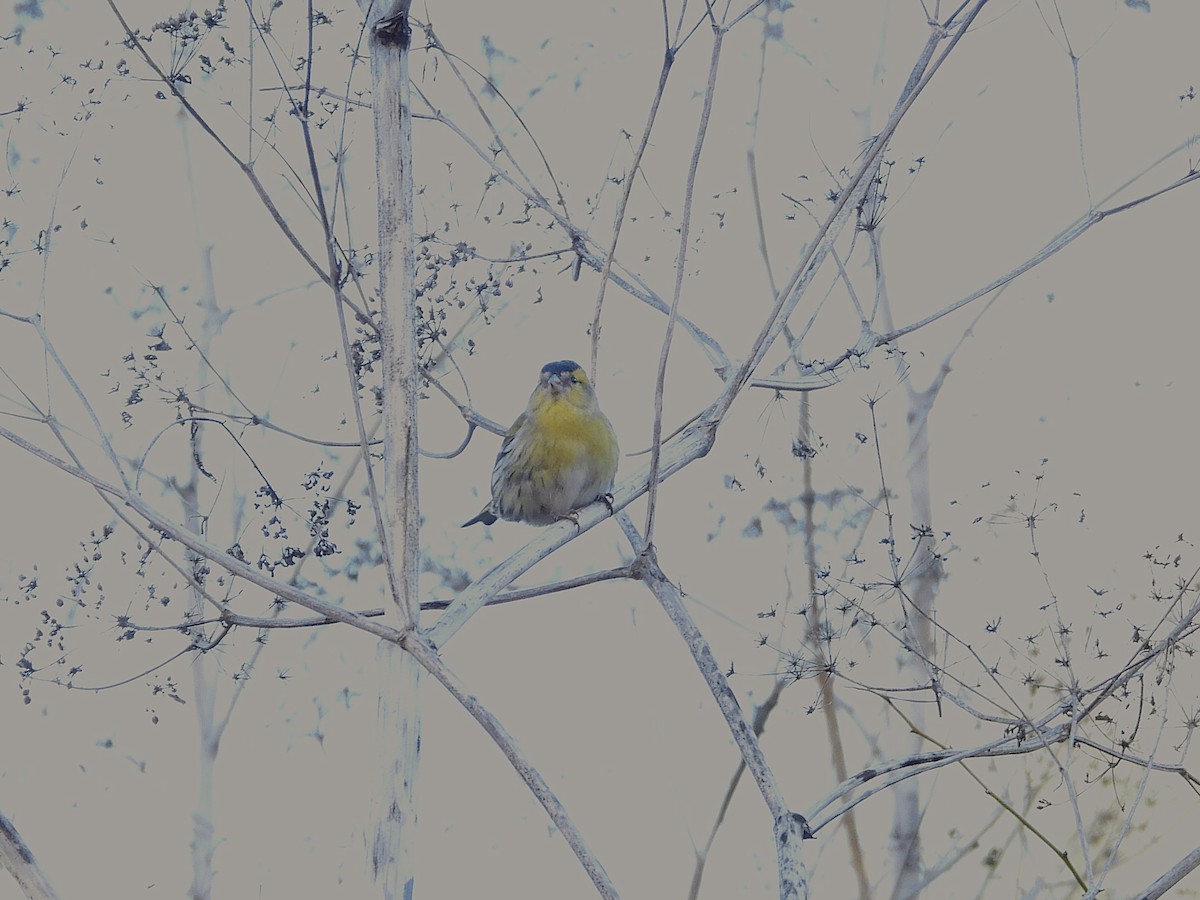 Eurasian Siskin - ML646628109