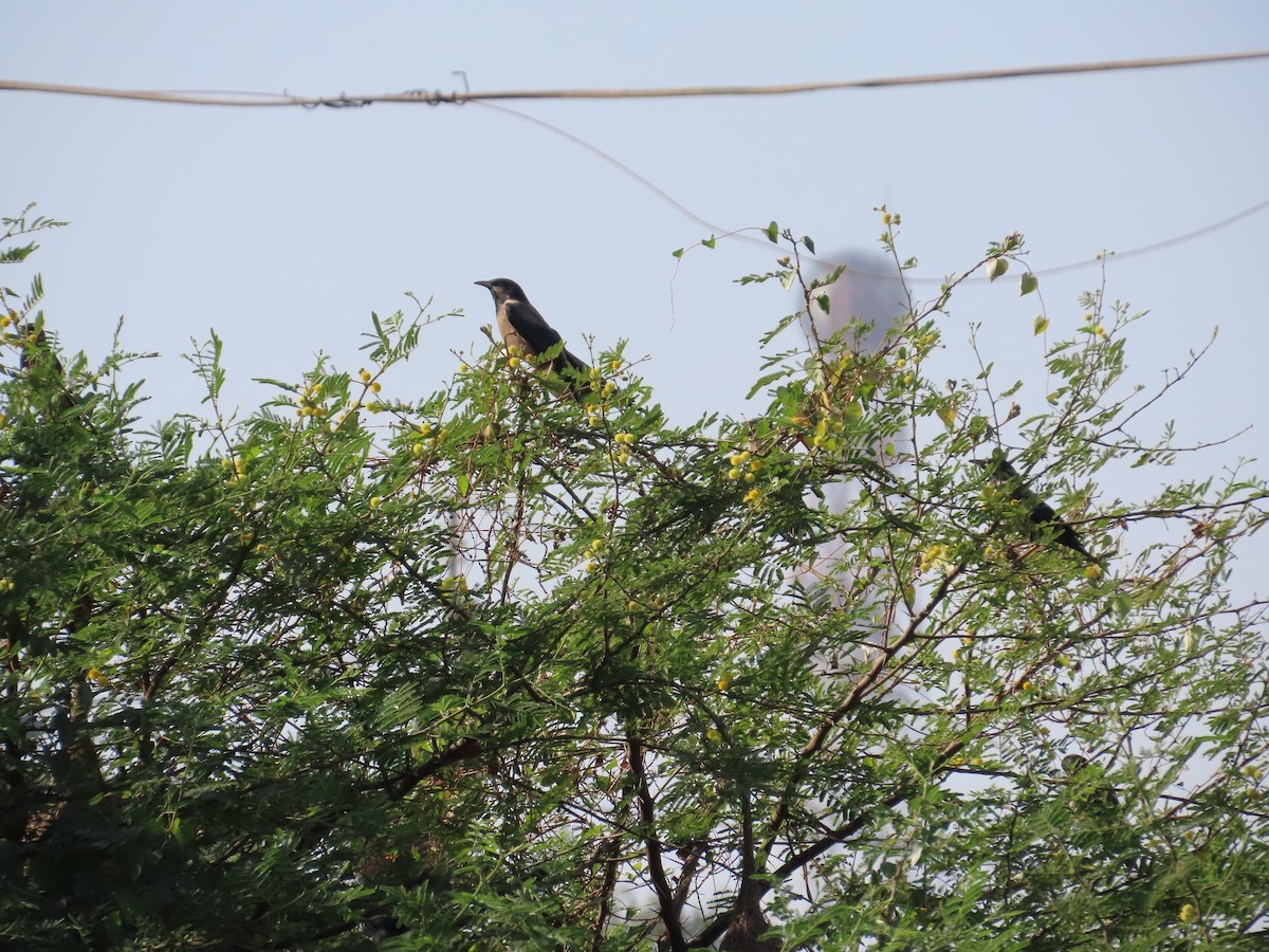 Rosy Starling - ML646628110