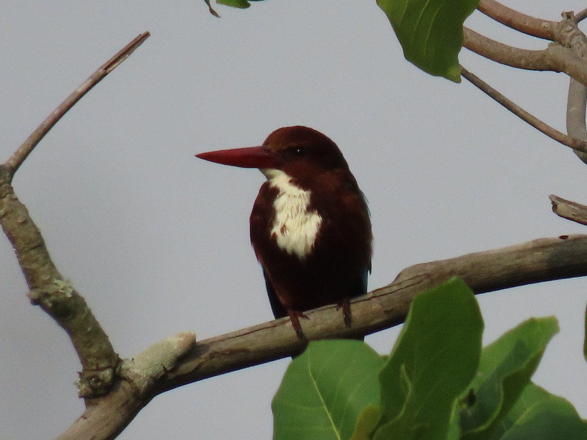 White-throated Kingfisher - ML646628111