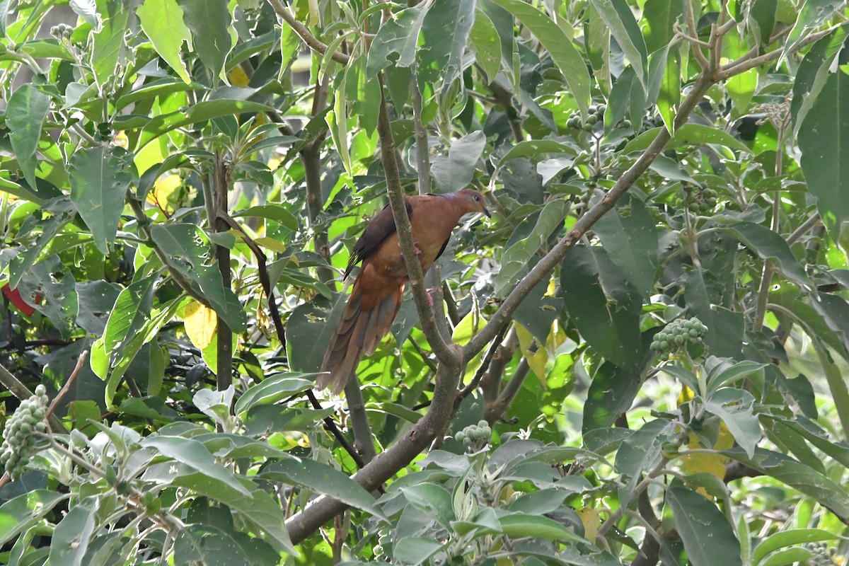 Phasianelle brune - ML646628112