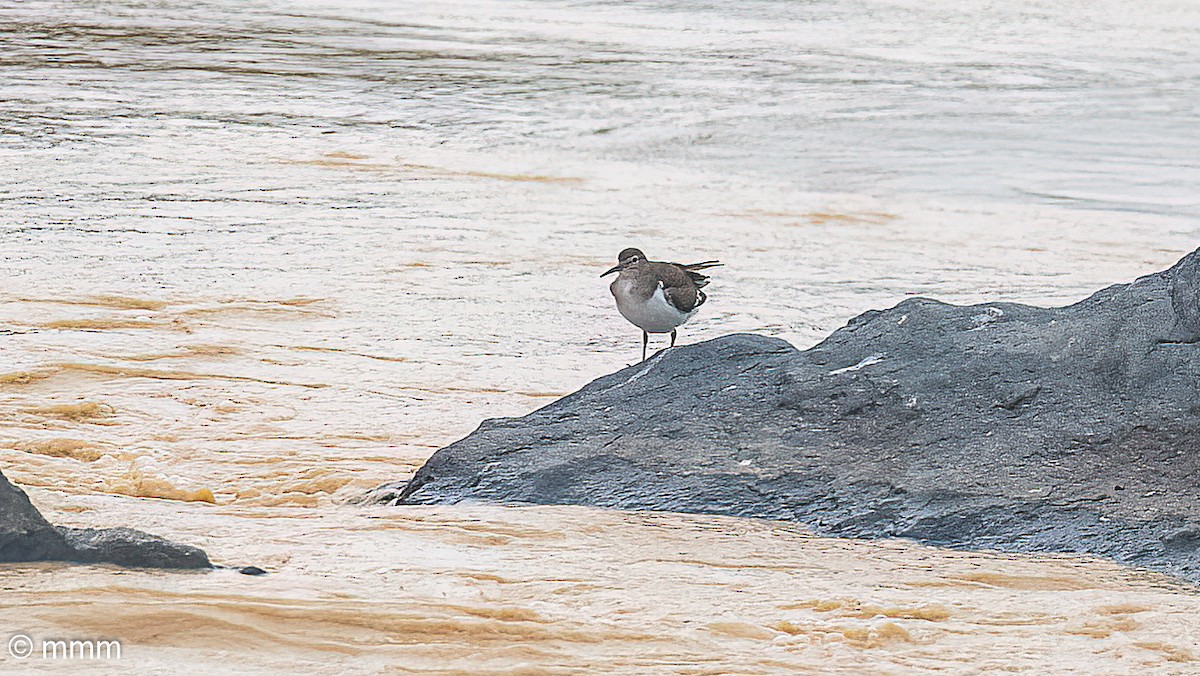 ביצנית לבנת-בטן - ML646628113