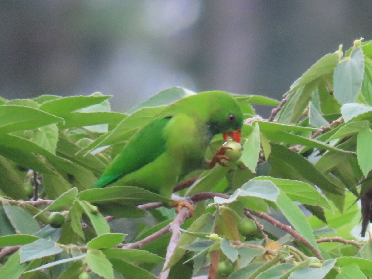 Vernal Hanging-Parrot - ML646628115