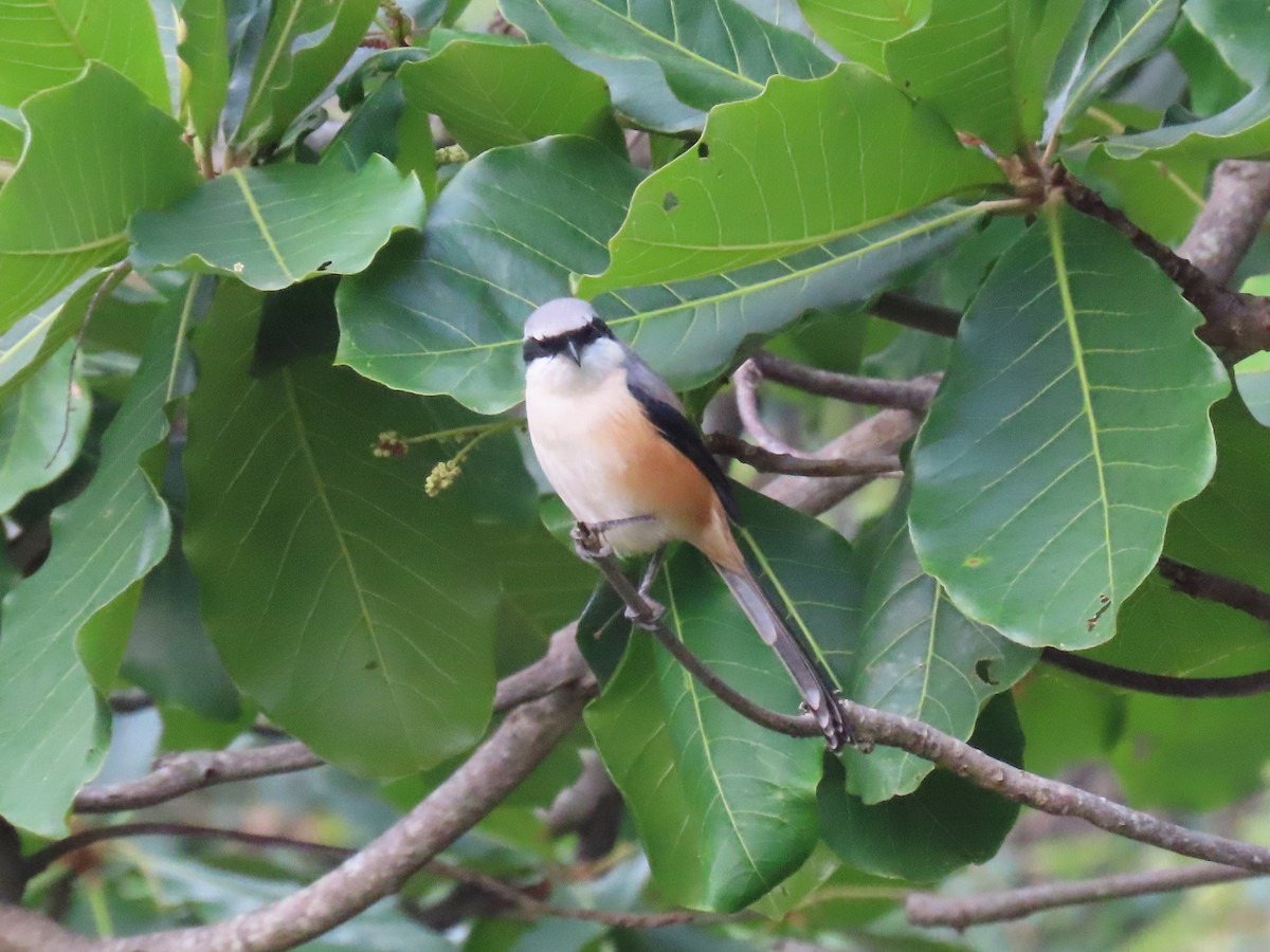 Алаг дунхай - ML646628116