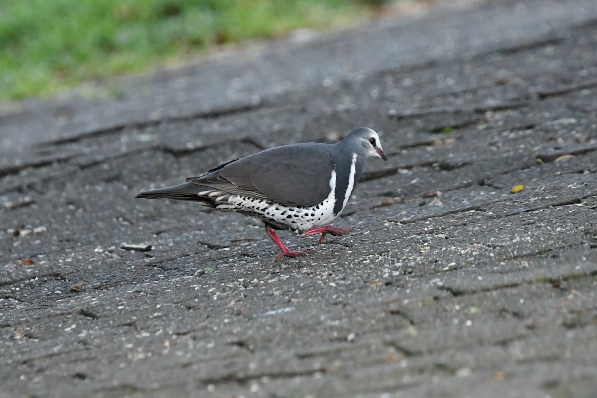 Wongataube - ML646628117