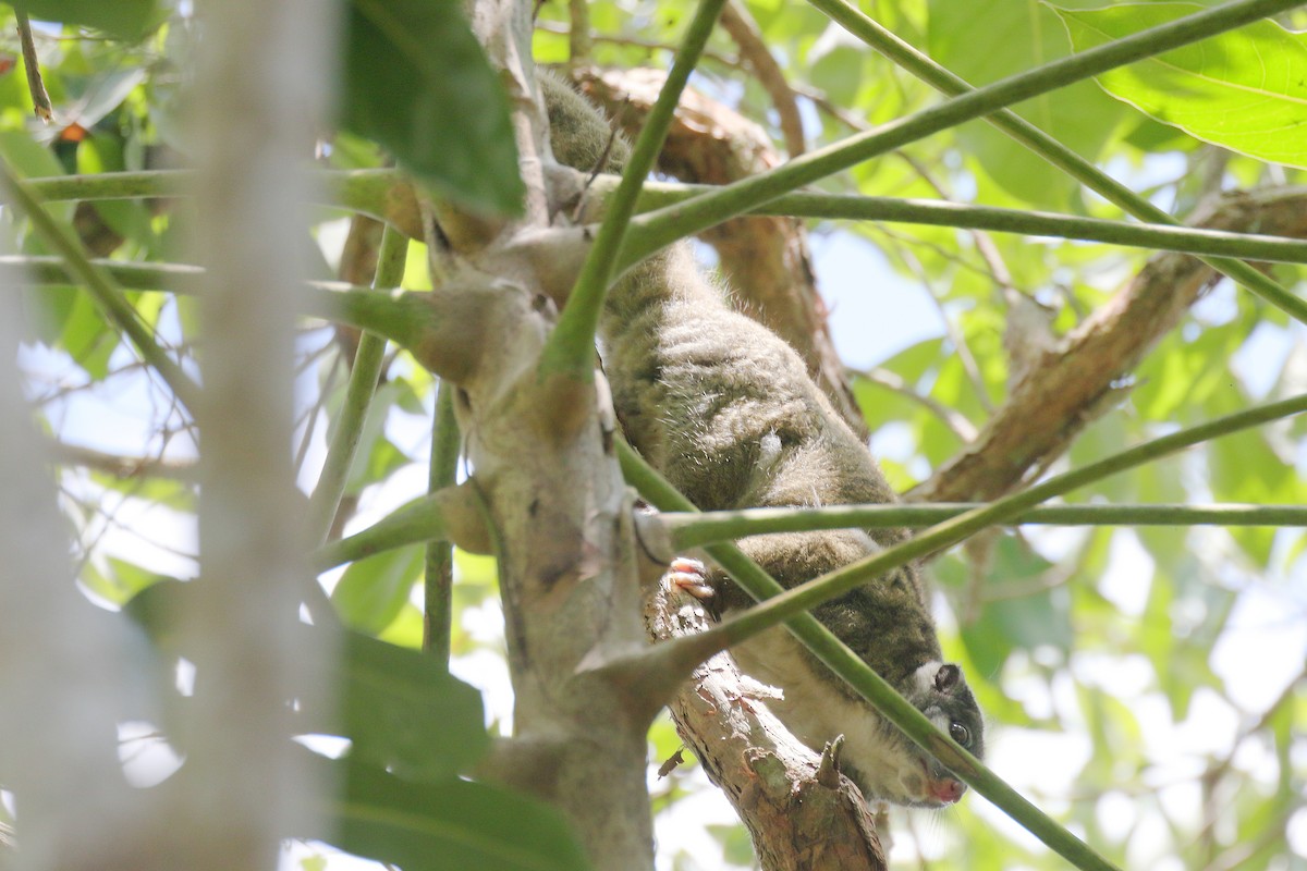 Mammiferi - ML646628118