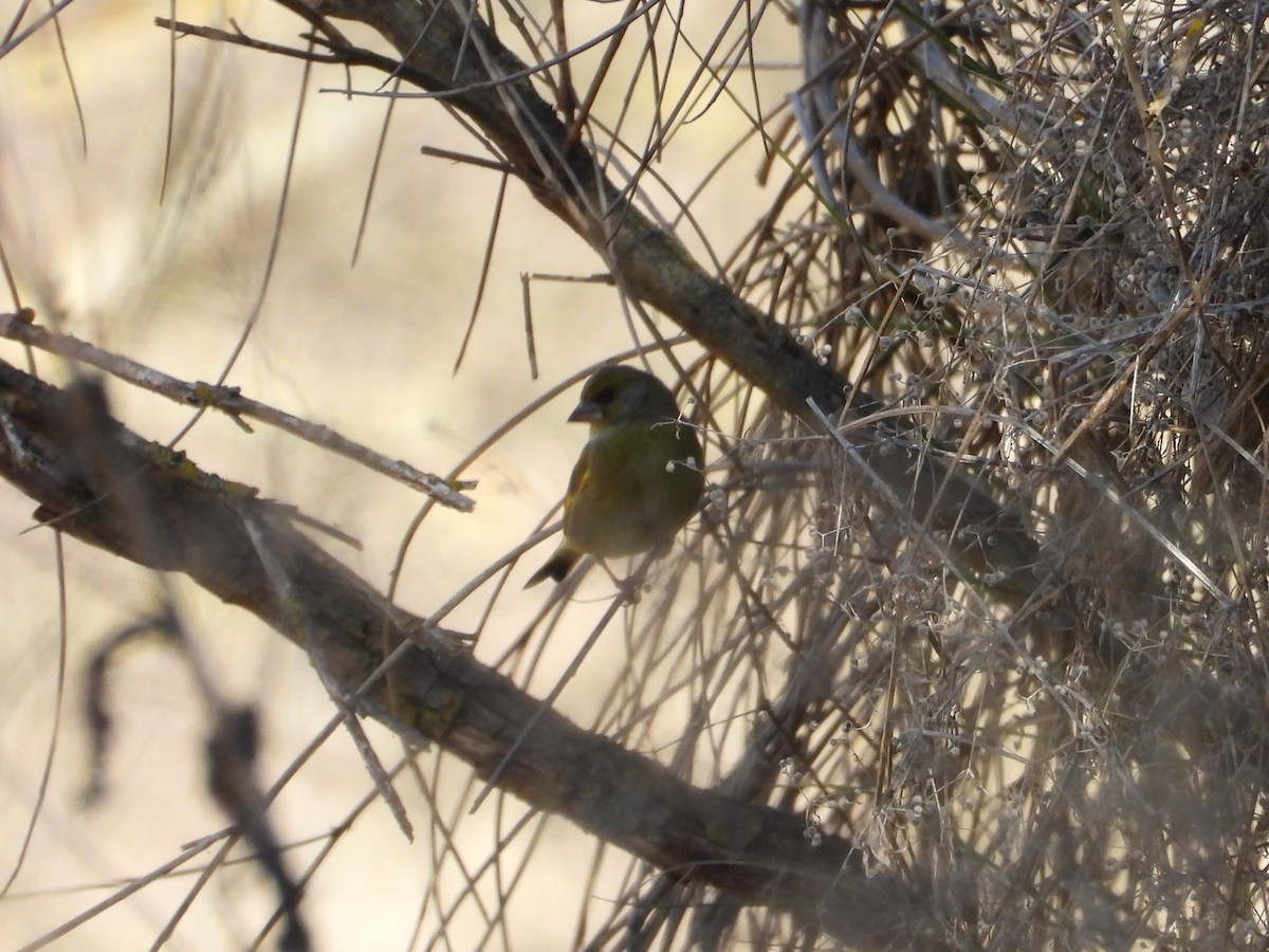 European Greenfinch - ML646628119