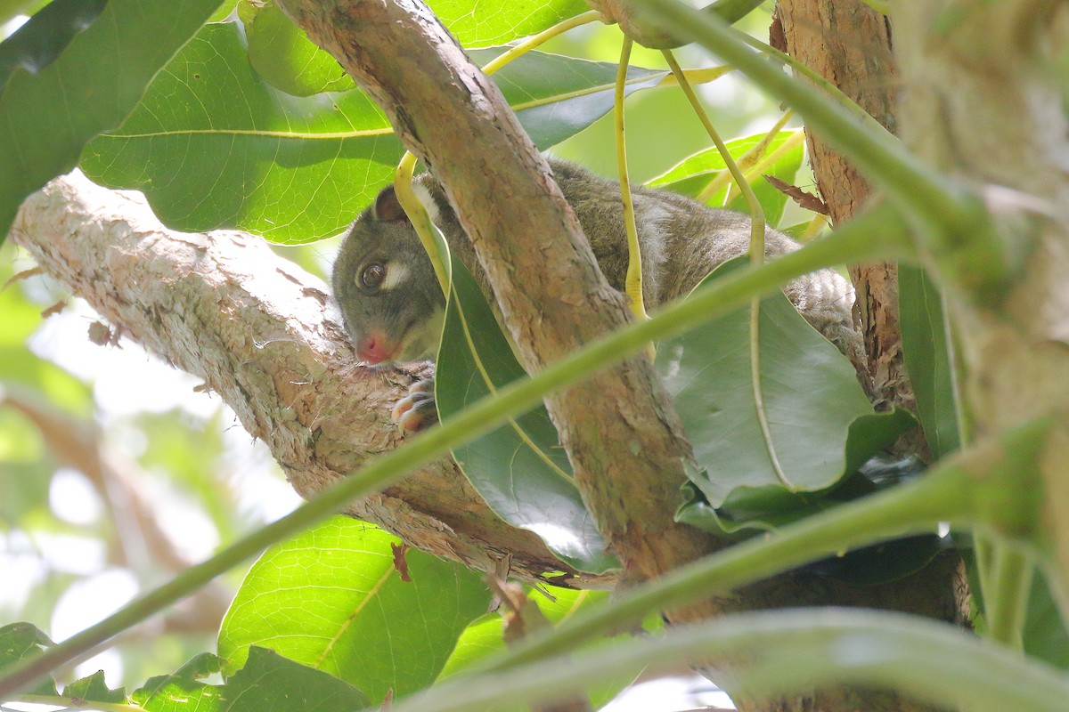 Green Ringtail - ML646628120