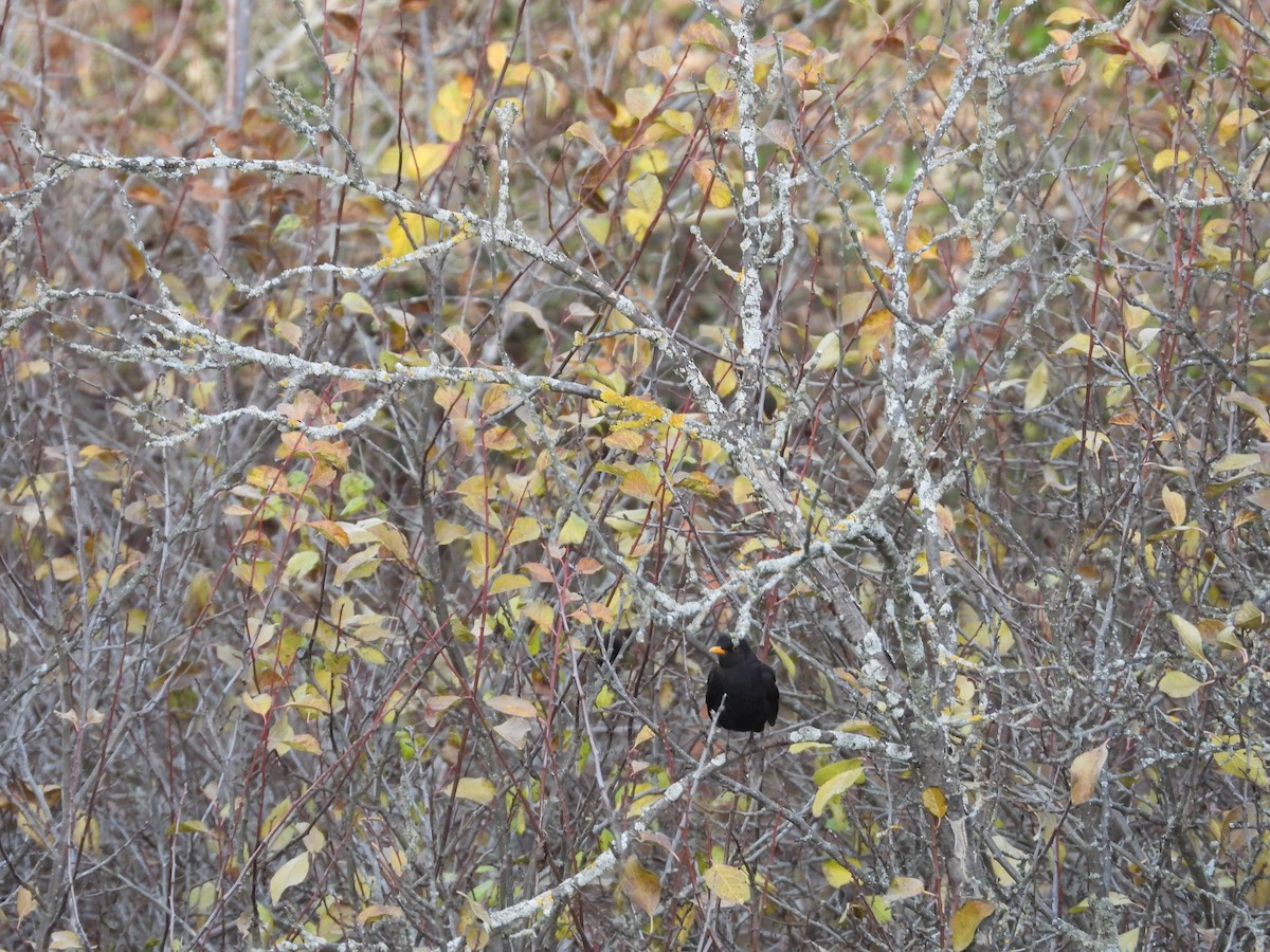 Eurasian Blackbird - ML646628124
