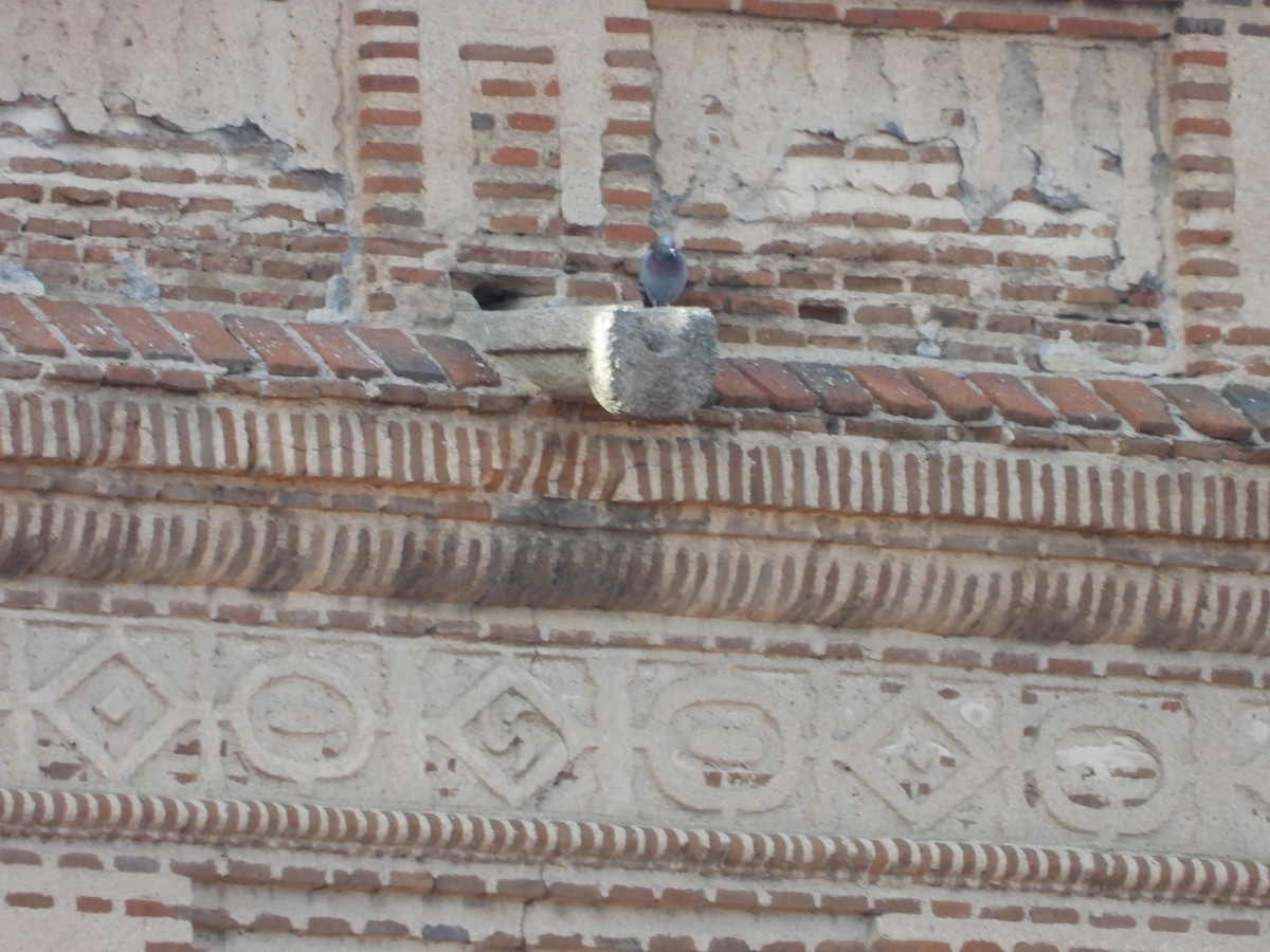 Rock Pigeon (Feral Pigeon) - ML646628129