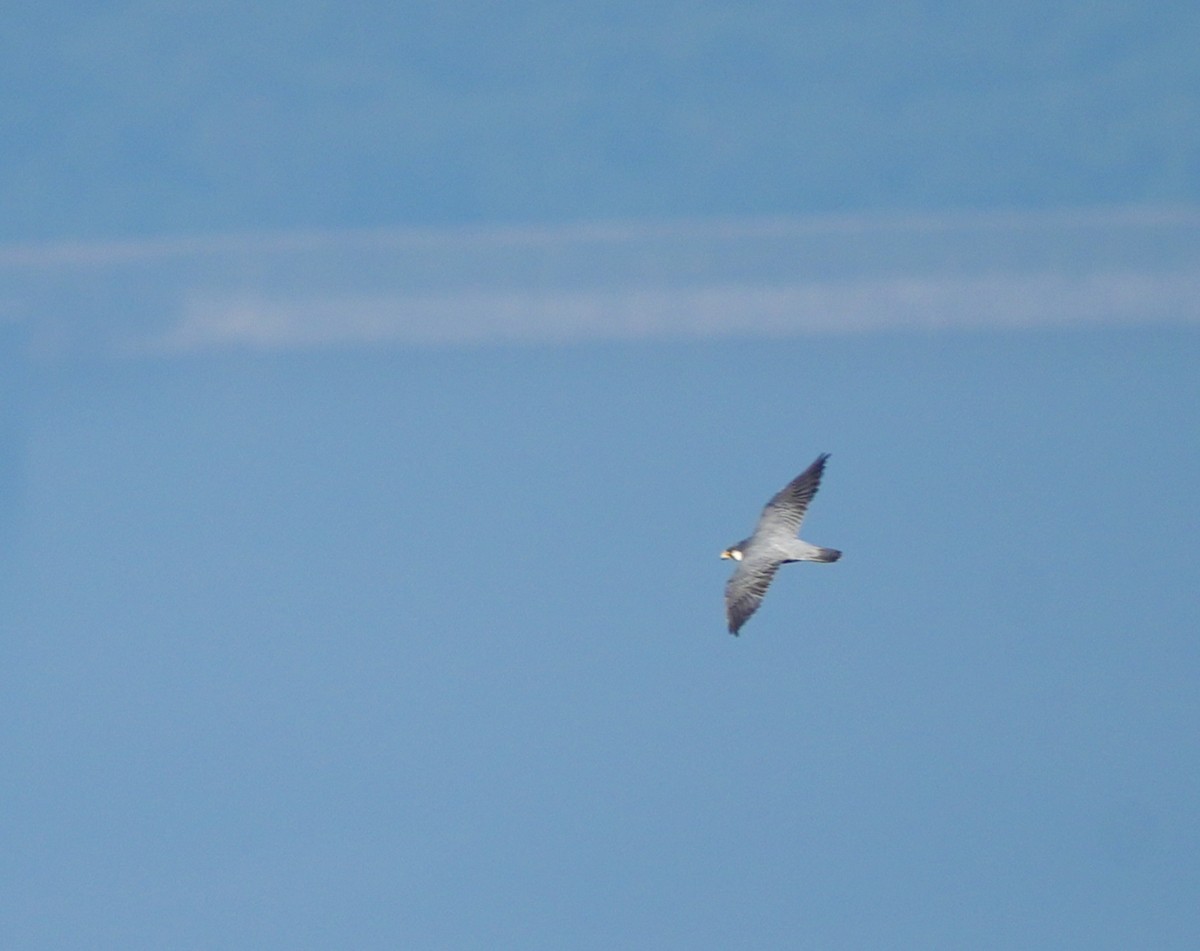 Peregrine Falcon - ML646628130