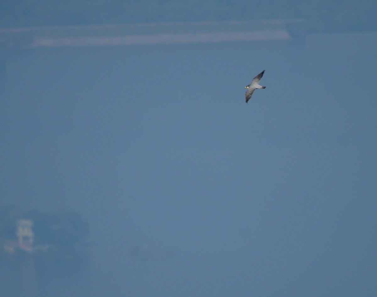 Peregrine Falcon - ML646628131