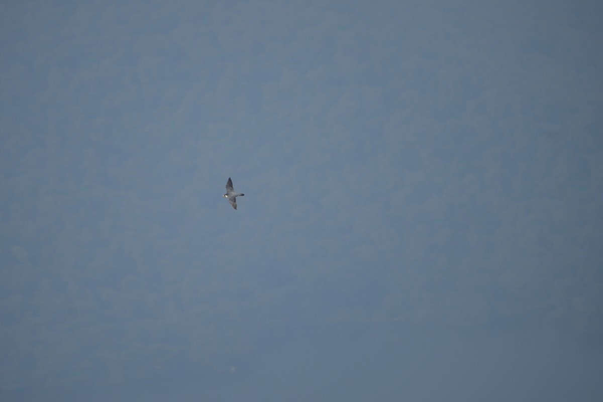 Peregrine Falcon - ML646628132