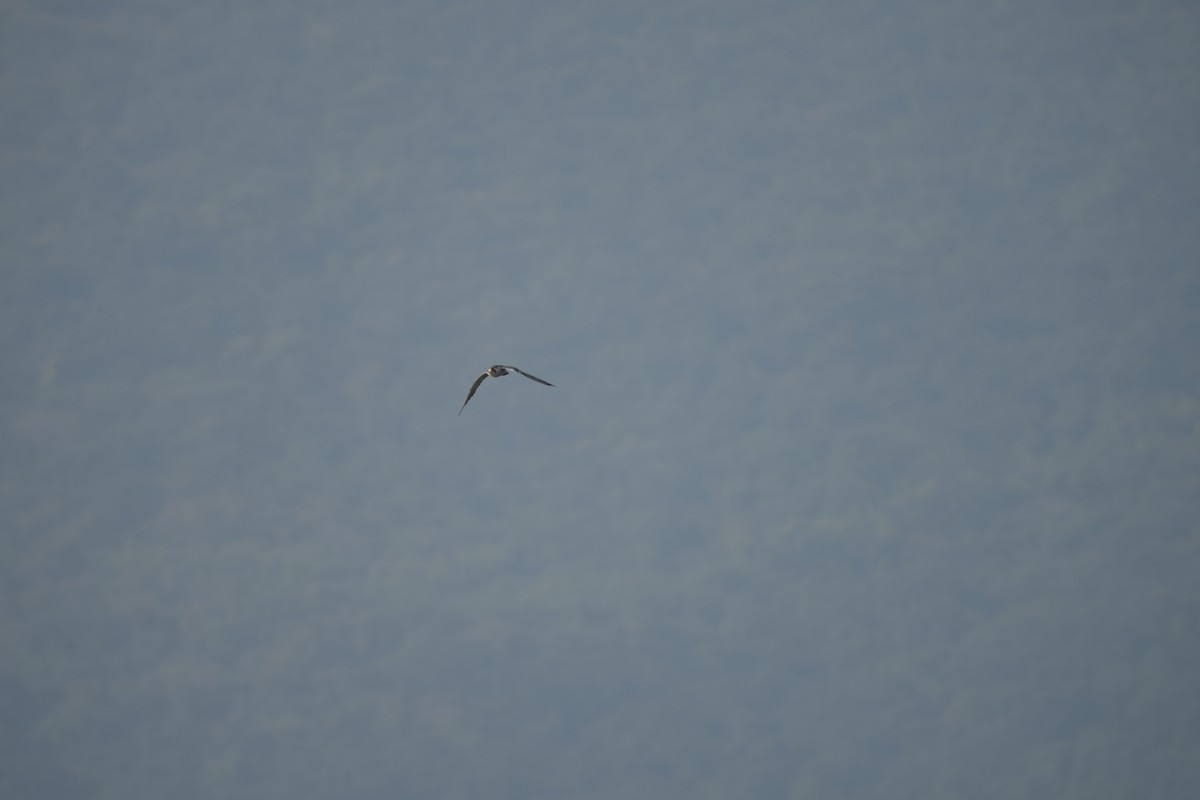 Peregrine Falcon - ML646628133