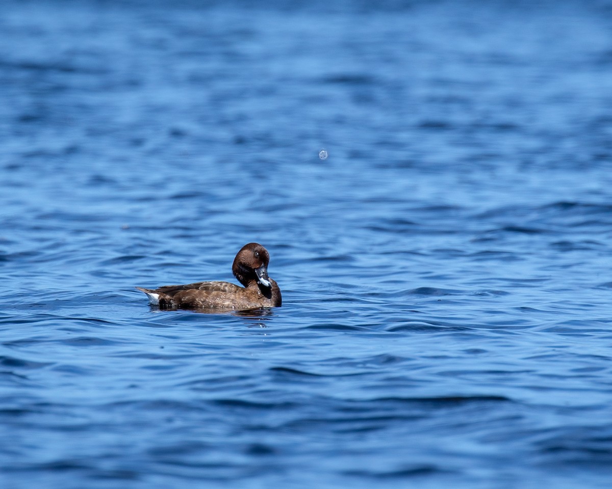 Hardhead - ML646628135