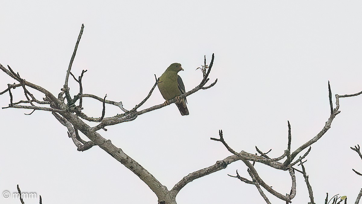 African Green-Pigeon - ML646628136