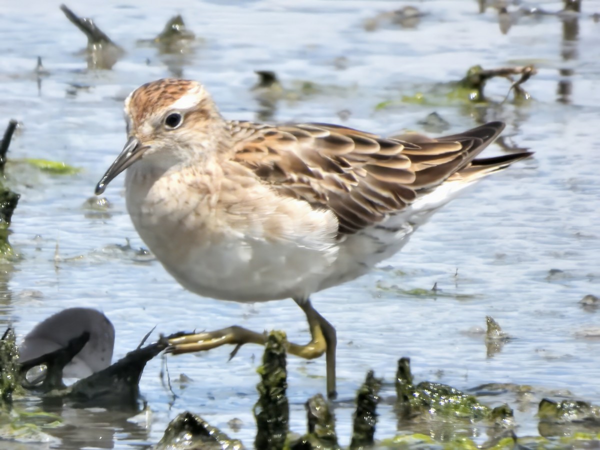 חופית חדת-זנב - ML646628139