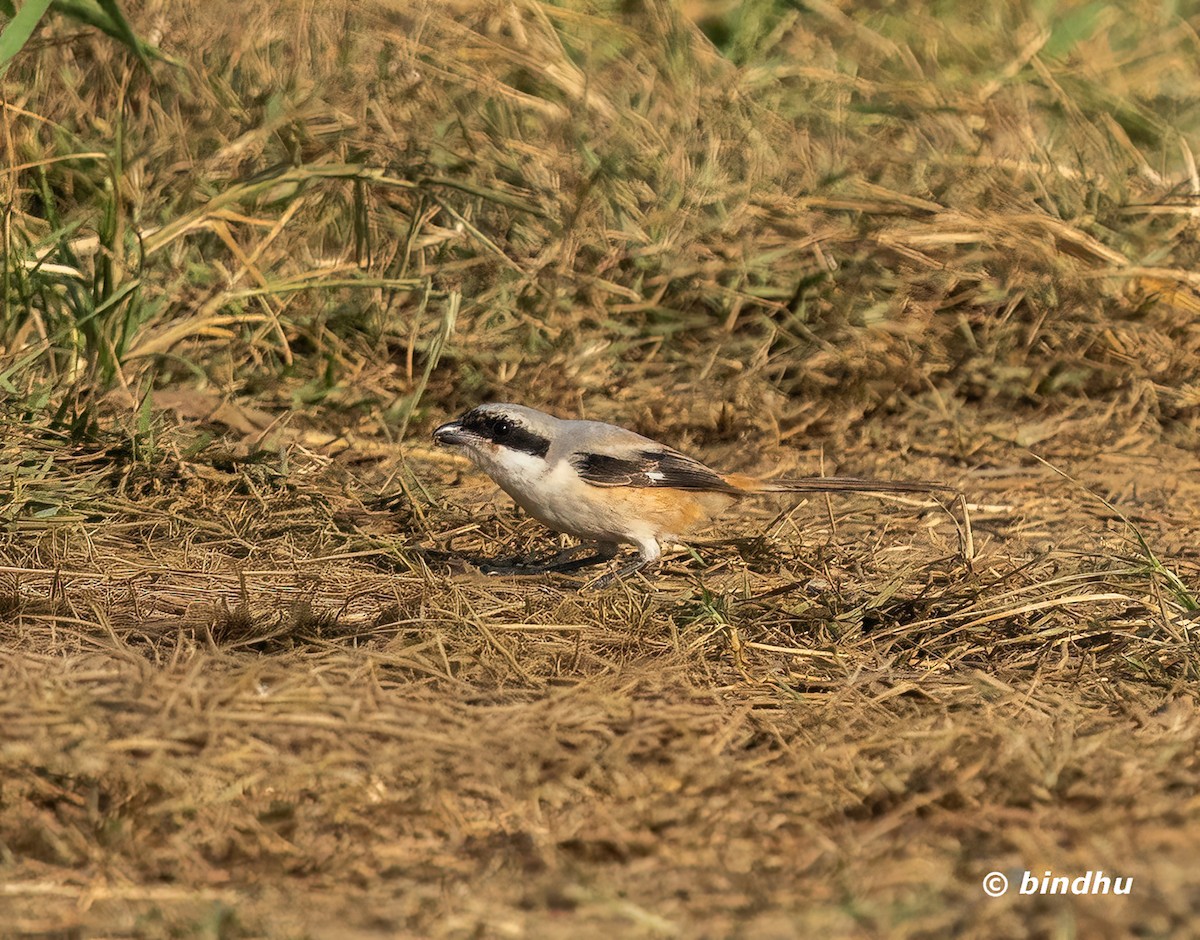 棕背伯勞 - ML646628140