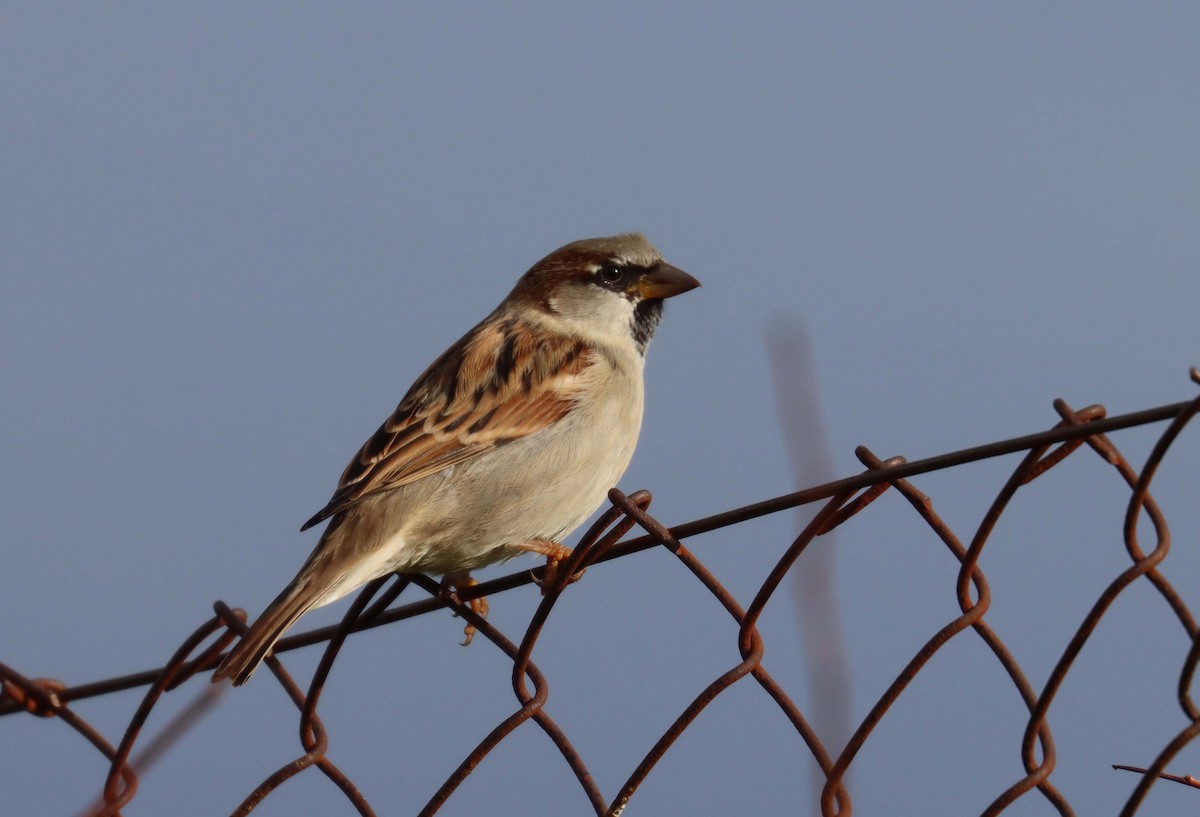 House Sparrow - ML646628141