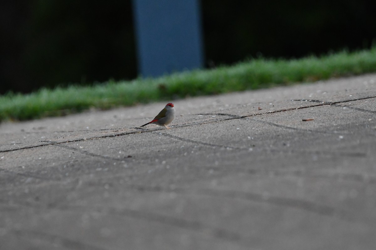 Red-browed Firetail - ML646628142