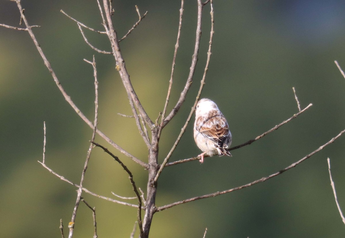 Eurasian Linnet - ML646628143