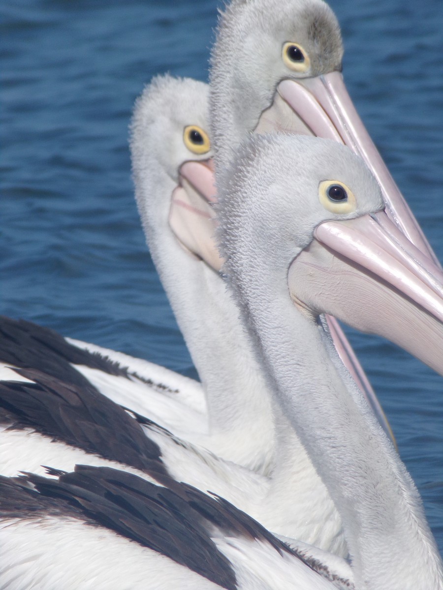 Australian Pelican - ML646628144