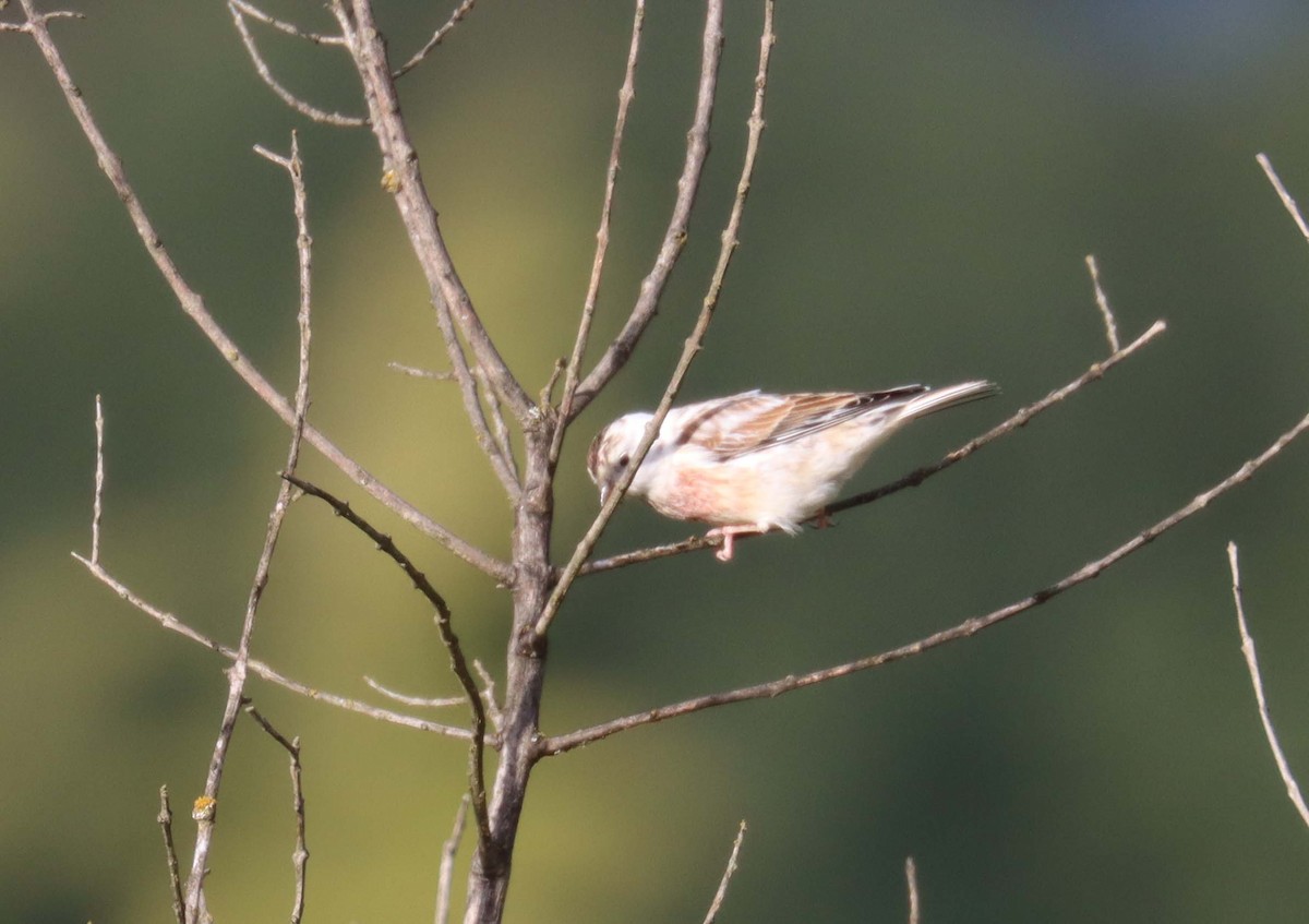 Eurasian Linnet - ML646628145