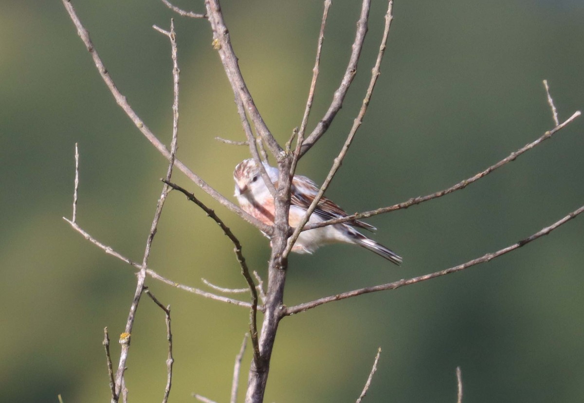 Eurasian Linnet - ML646628147