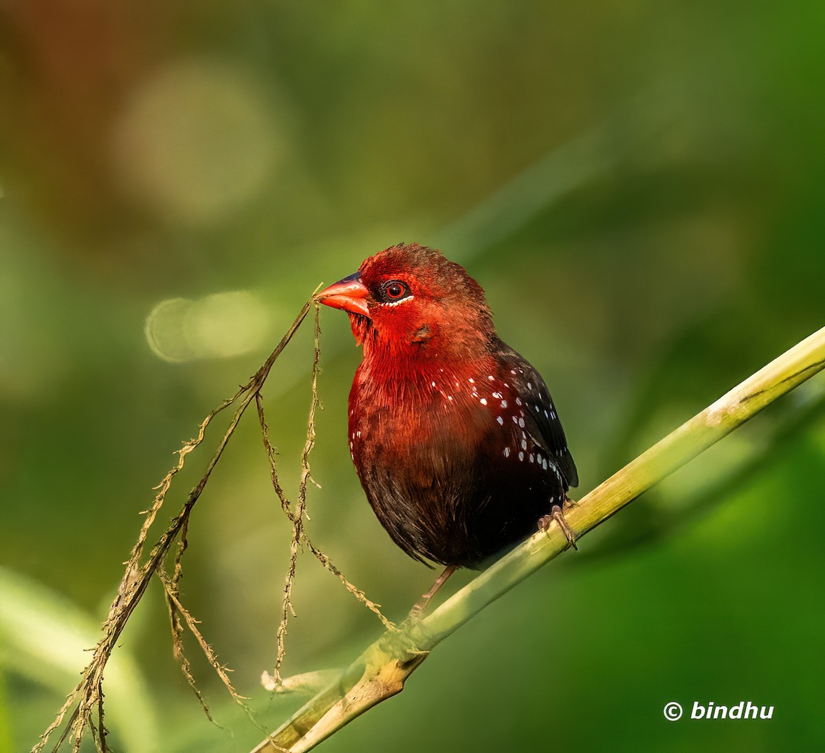 Red Avadavat - ML646628149