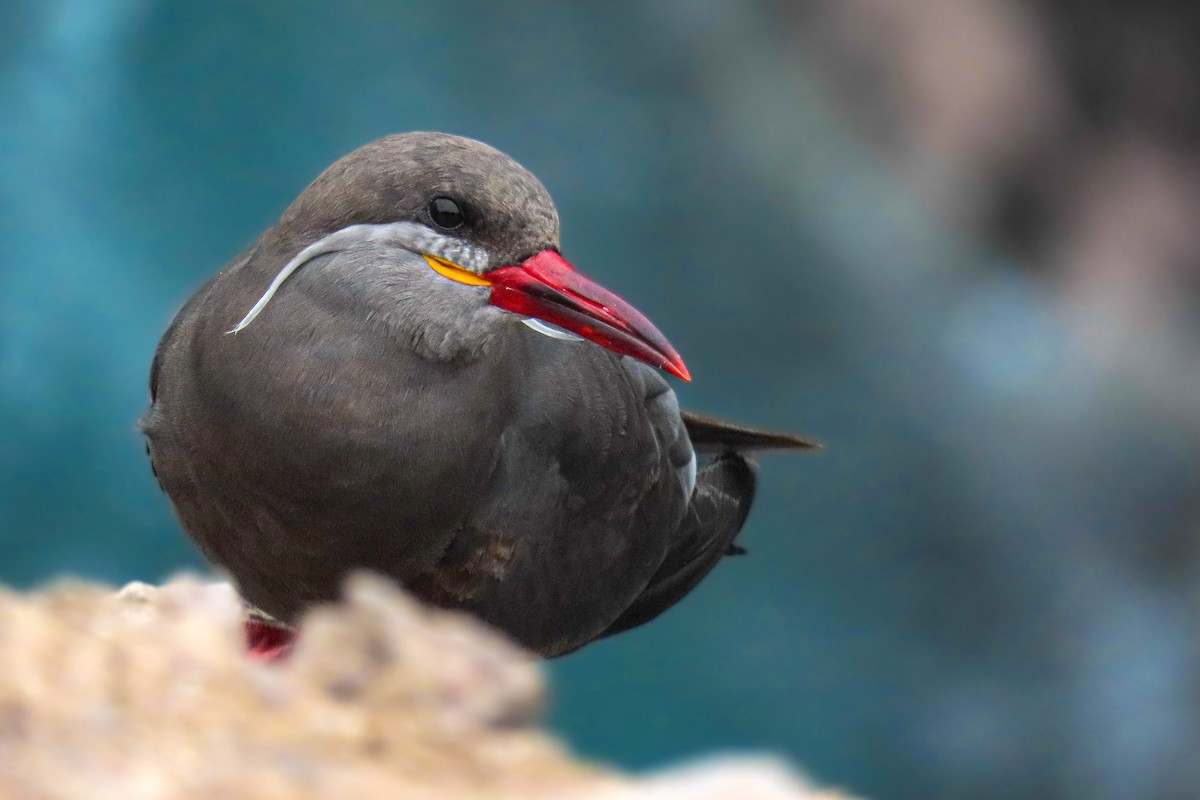 Крачка-инка - ML646628150