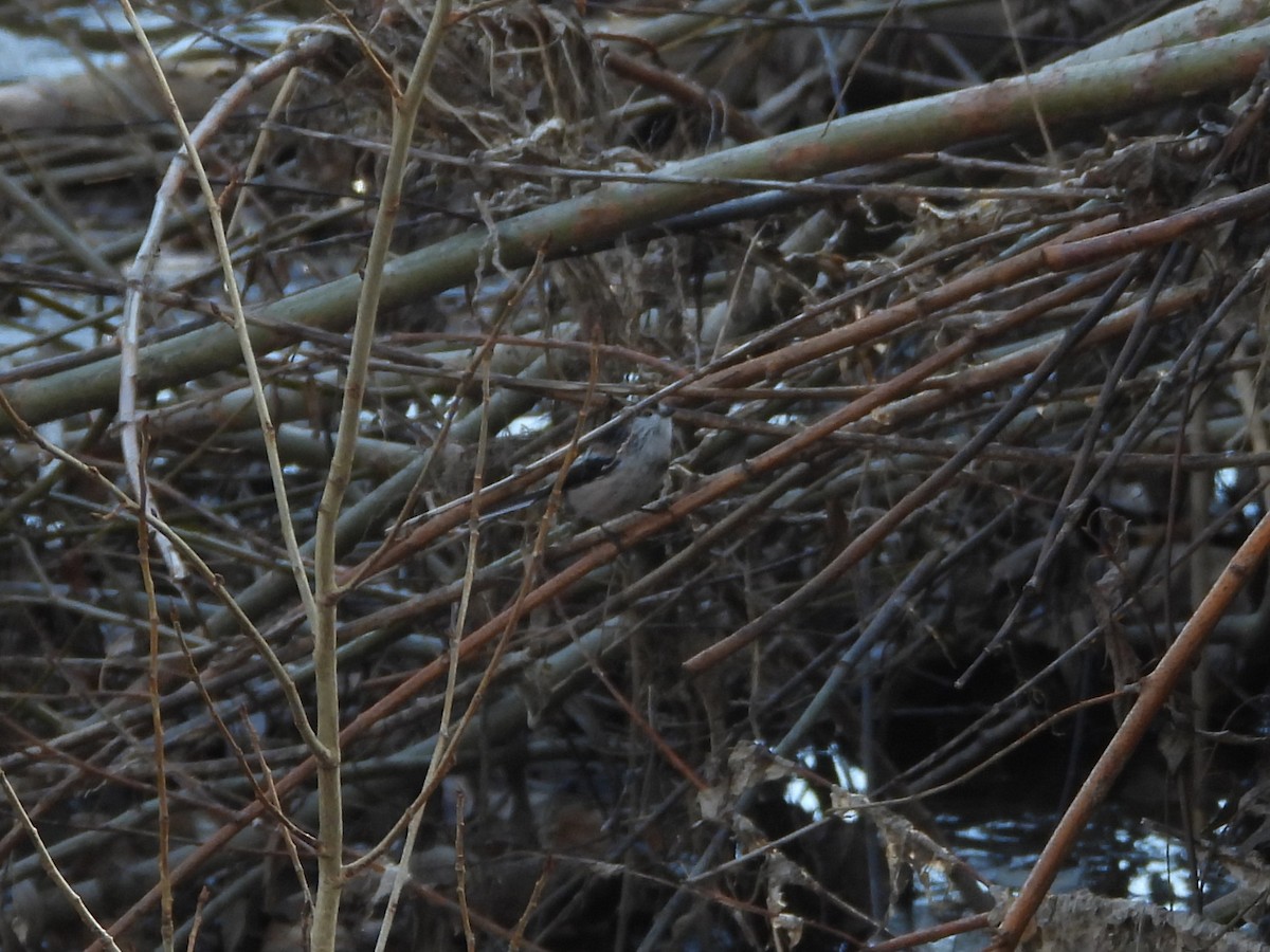 Long-tailed Tit - ML646628153