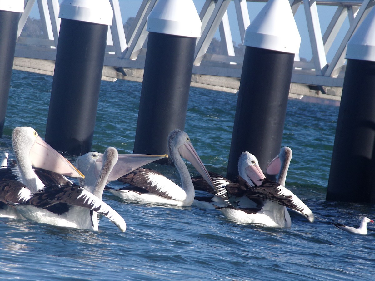 Australian Pelican - ML646628154